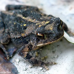 Close Up Of A Gulf Coast Toad