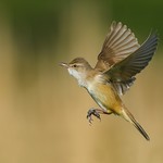Trzciniak, Great Reed-Warbler (Acrocephalus arundinaceus) ... 2017r