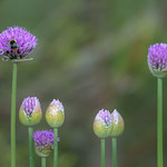 Bee and allium