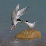 My Rock (Forster's Terns)