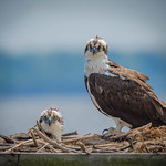 The Day of Parenting!