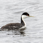 Western Grebe