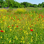 Take a walk on the wild side