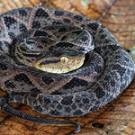 Bothrops asper / Terciopelo