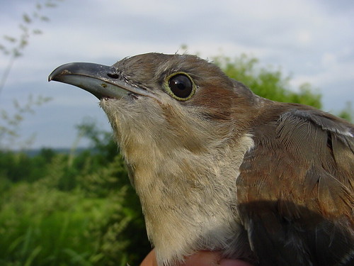 Black-billed Cuckoo