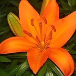 Orange Lily