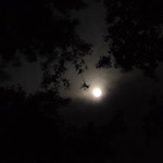 Desert Full Moon under Cottonwood Canopy