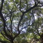 Green, North Blvd, West University, Texas