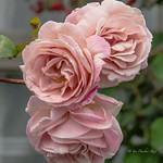 For Carrie and Debbie