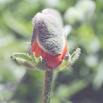 Bud