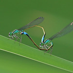 damselflies #2