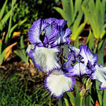 Iris