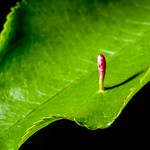 Standing on a leaf alone