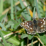 Grizzled Skipper, Norfolk 1