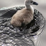 Cygnet