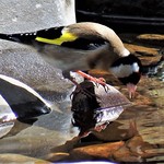 Goldfinch & reflection by the River Wharfe at Hubberholme