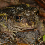 Eastern spadefoot toad (Scaphiopus holbrookii)