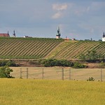 behind the vineyards