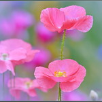 Pretty Pink Flowers