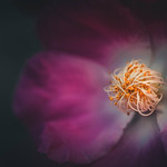 Fifty shades of nature