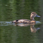 Cinnamon Teal