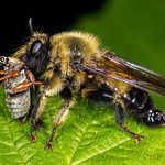 Robber Fly with prey