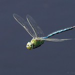 Emperor Dragonfly (Anax imperator) ♂.