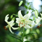 Lilium lancifolium 'Sweet Surrender'