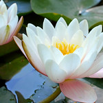 Water lily