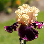 At the Iris Gardens.