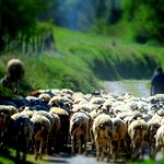 Ast&eacute; (Hautes-Pyr&eacute;n&eacute;es, Fr) - Le mouton noir