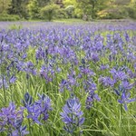 Beacon Hill Park, Victoria, BC full of spring color - a field of Camas