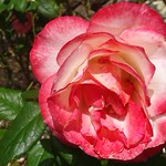 white rose with red petal edges, Biltmore