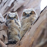 Owlets