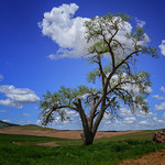 Palouse tree