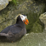 Tufted Puffin