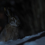 Night Hare