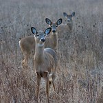 Three young deer