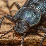 Beetle - Tenebrionidae - Helops sp. ?