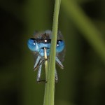 Face to Face with a Damselfly...........