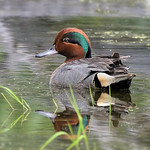 Sarcelle d'hiver -------- Green-winged teal -------- Cerceta americana