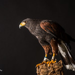 Harris Hawk D50_4488.jpg