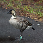 89. Hawaiian Goose (Nene, Branta sandvicensis), Mauna Ulu Trailhead, Big Island, Hawaii