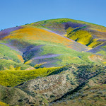 Carrizo Plain in Bloom
