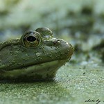 portrait of a bullfrog