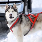 08 Sled Dog