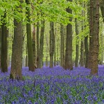 Bluebells at Dockey woods