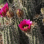 Fuschia Bloom -- Cactus; Catalina, AZ [Lou Feltz]