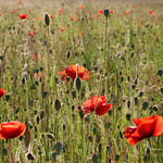 poppies
