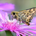 황알락팔랑나비 Skipper